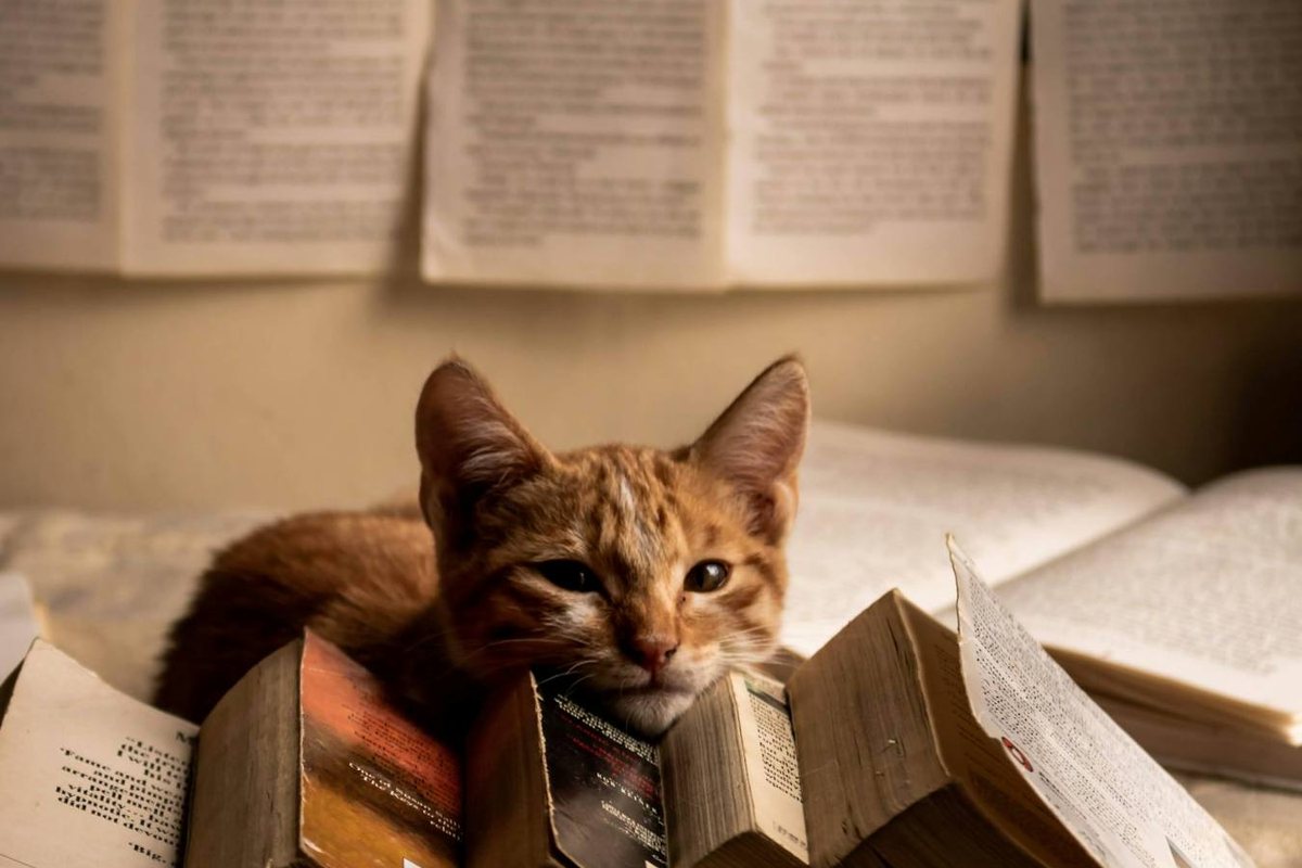 Ein rotgetigertes Kätzchen liegt zwischen alten Büchern