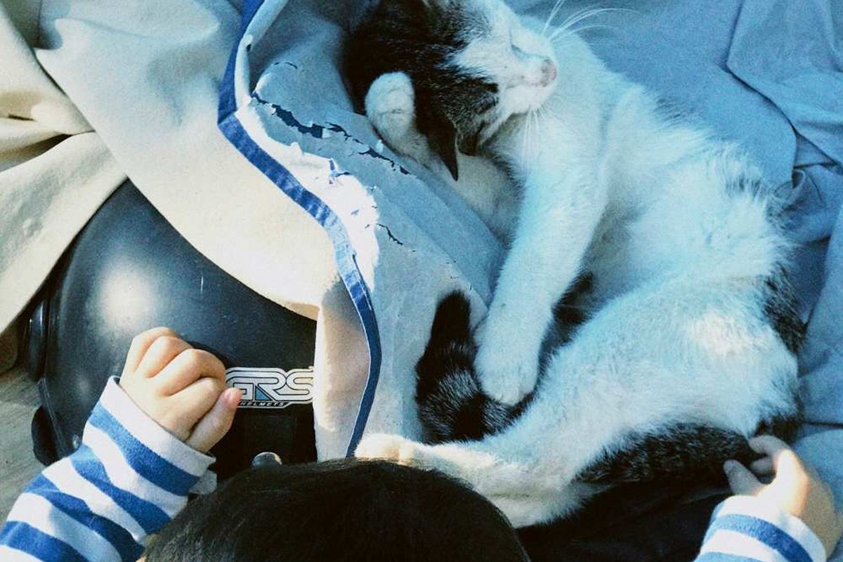 Ein kleines Kind von hinten, neben ihm schläft eine schwarz-weiße Katze auf einer Decke