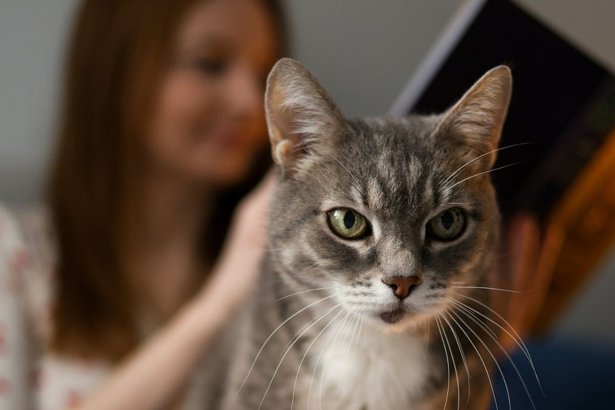 Eine graue Tigerkatze sitzt auf dem Schoß einer Frau, die liest