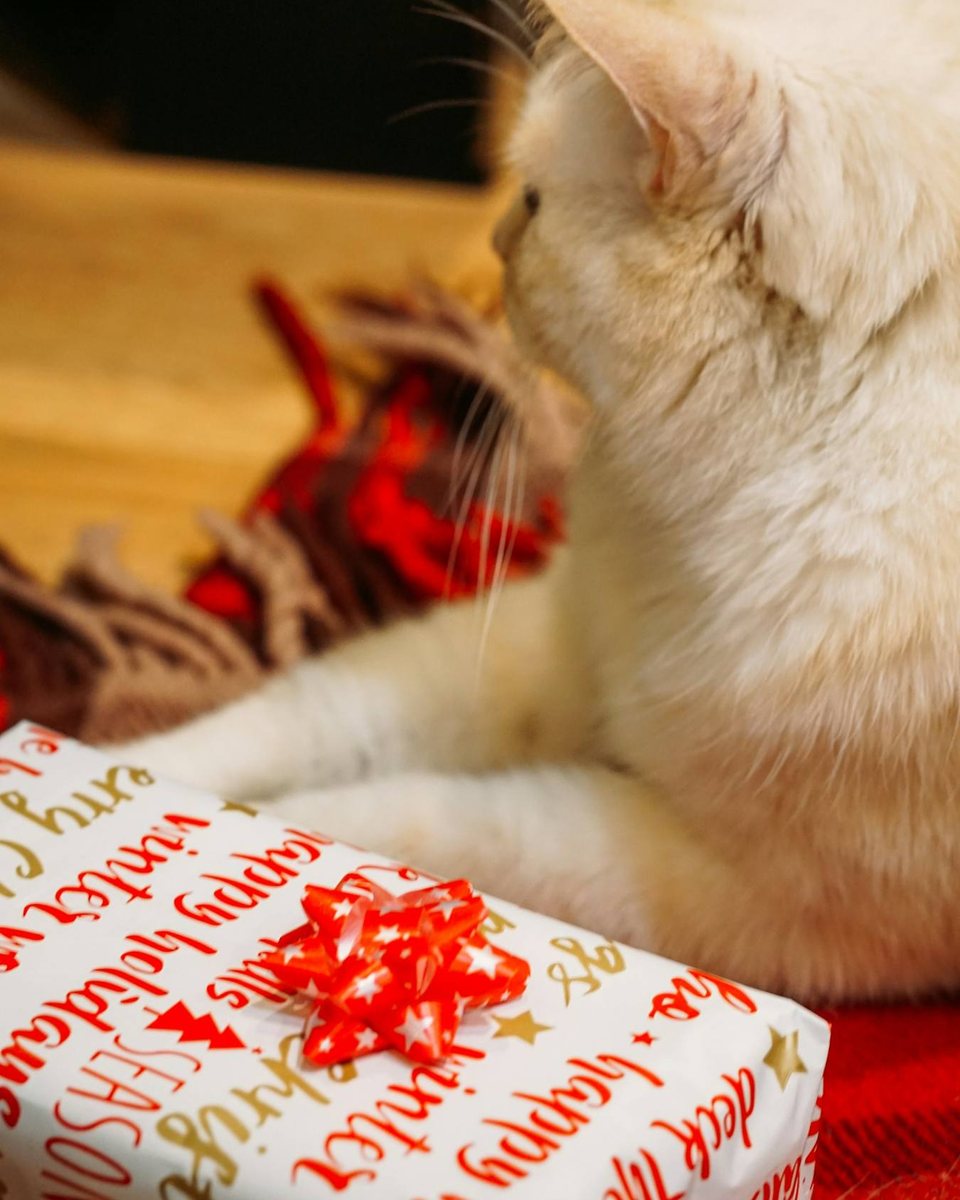 Eine helle Katze liegt neben einem weihnachtlich verpackten Geschenk