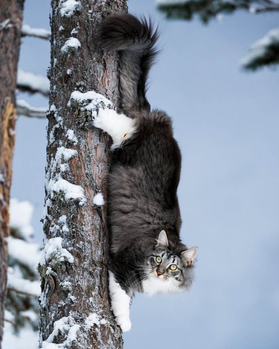Norwegische Waldkatze klettert kopfüber einen verschneiten Stamm hinab