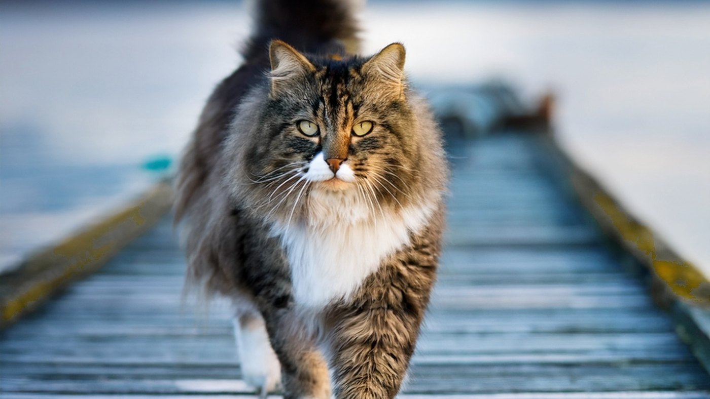 Norwegische Waldkatze auf einem Holzsteg am Fjord